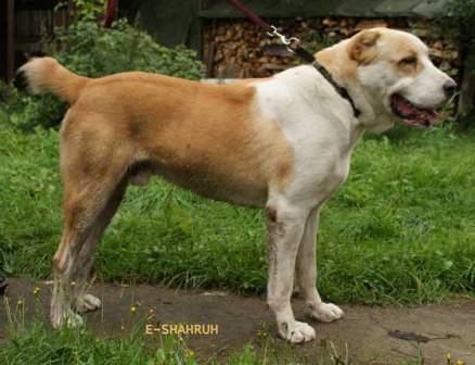 SHAHRUH