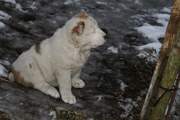 ALTYNBAY GYULDZHAN