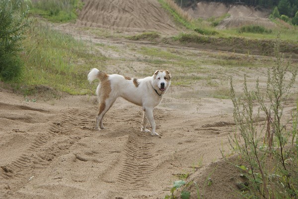 ALTYNBAY GYULDZHAN