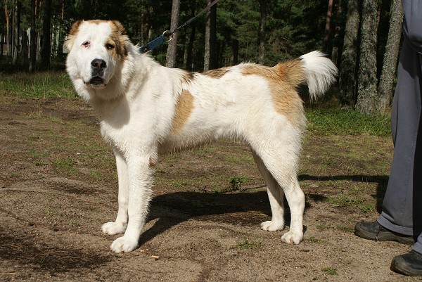 ALTYNBAY GYULDZHAN