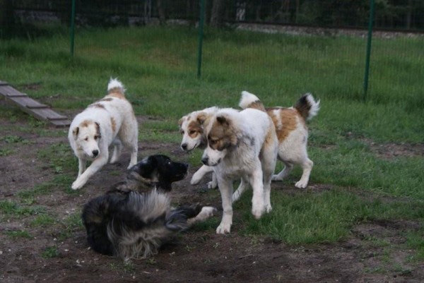 ALTYNBAY GYULDZHAN