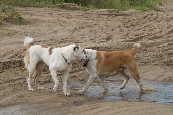 ALTYNBAY GYULDZHAN