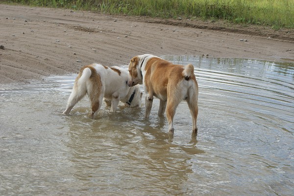 ALTYNBAY GYULDZHAN