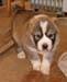 Tpups (20)