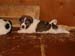 Tpups