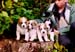 k_pups4w