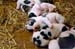 z_puppies