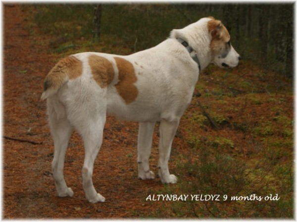 ALTYNBAY YELDYZ