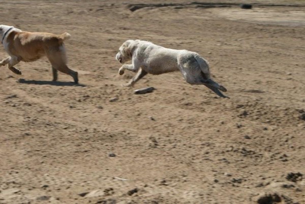 JAZA - CAO kennel ALTYNBAY