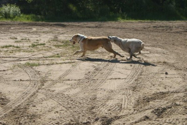 JAZA - CAO kennel ALTYNBAY