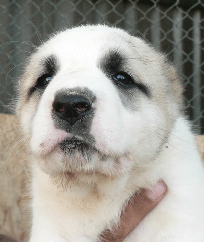 JAZA - CAO kennel ALTYNBAY