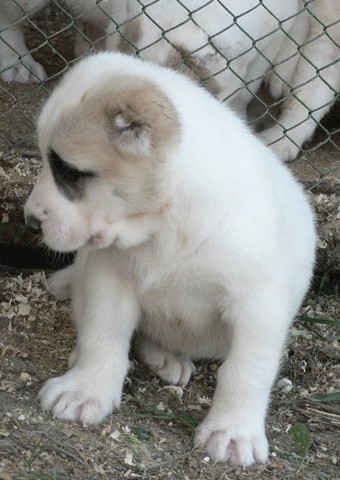 JAZA - CAO kennel ALTYNBAY