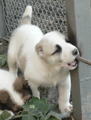 JAZA - CAO kennel ALTYNBAY