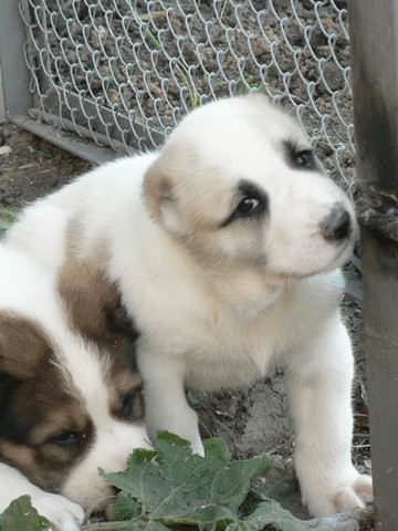 JAZA - CAO kennel ALTYNBAY