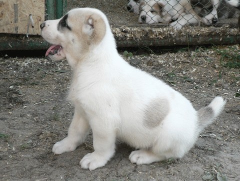 JAZA - CAO kennel ALTYNBAY