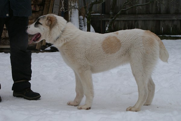JAZA - CAO kennel ALTYNBAY