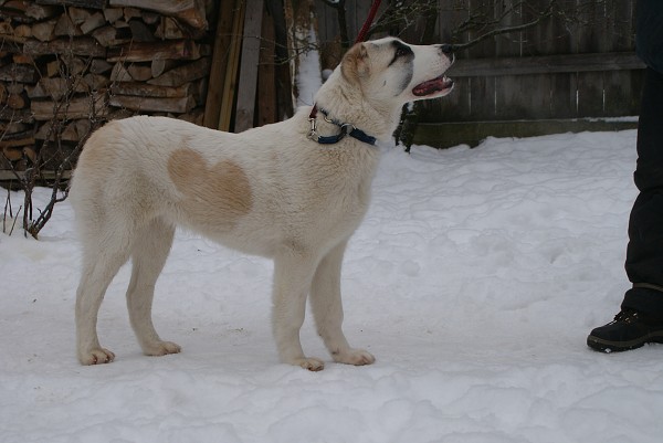 JAZA - CAO kennel ALTYNBAY