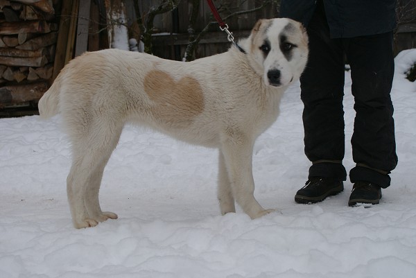 JAZA - CAO kennel ALTYNBAY