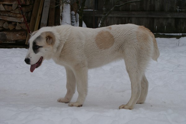 JAZA - CAO kennel ALTYNBAY