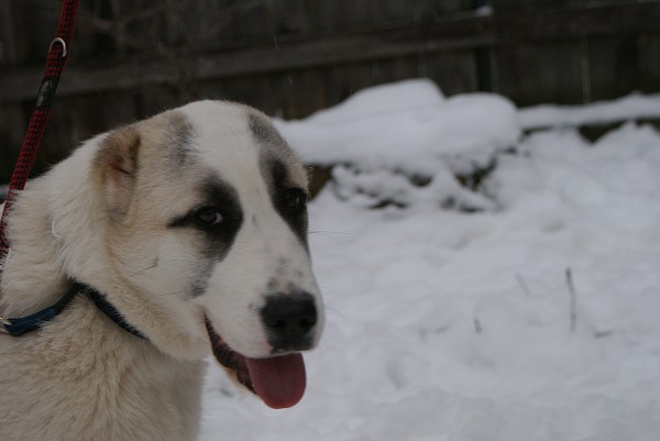 JAZA - CAO kennel ALTYNBAY
