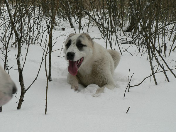 JAZA - CAO kennel ALTYNBAY