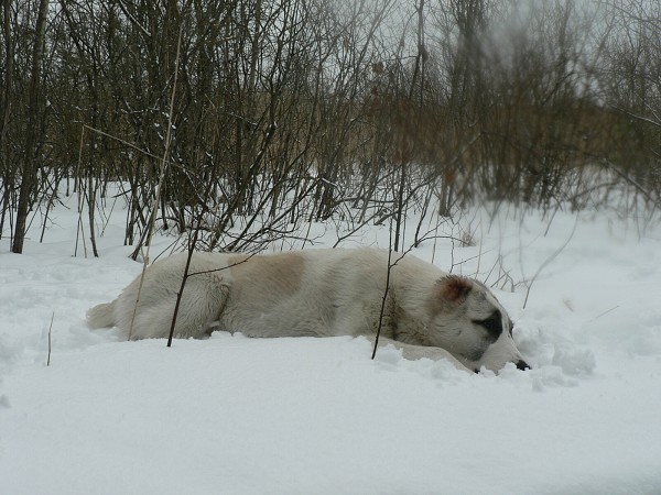 JAZA - CAO kennel ALTYNBAY