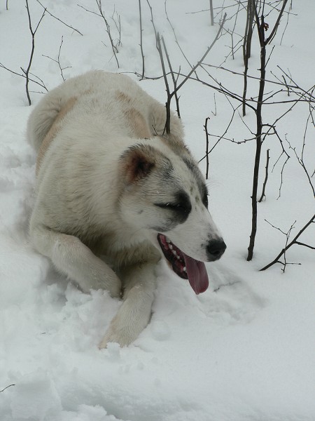 JAZA - CAO kennel ALTYNBAY