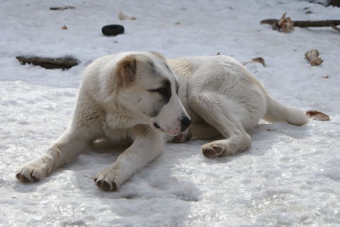JAZA - CAO kennel ALTYNBAY