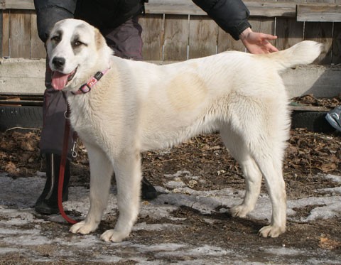 JAZA - CAO kennel ALTYNBAY