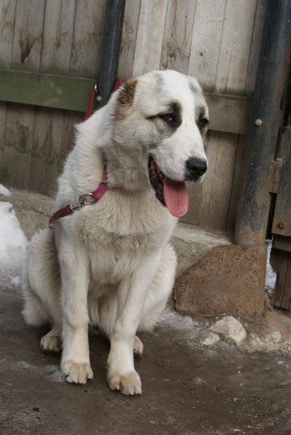 JAZA - CAO kennel ALTYNBAY