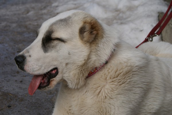 JAZA - CAO kennel ALTYNBAY