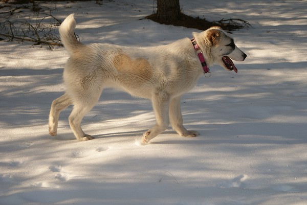 JAZA - CAO kennel ALTYNBAY