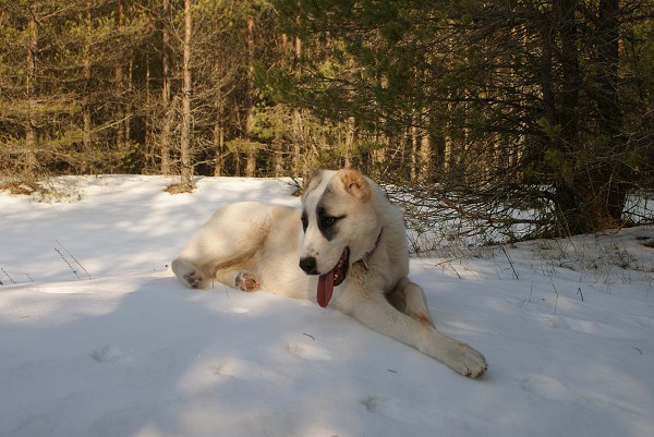 JAZA - CAO kennel ALTYNBAY