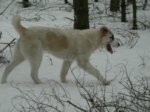 JAZA - CAO kennel ALTYNBAY