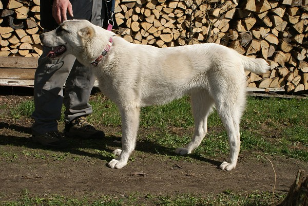 JAZA - CAO kennel ALTYNBAY