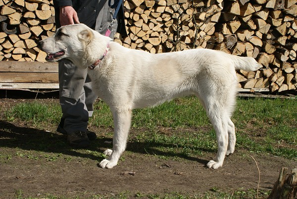 JAZA - CAO kennel ALTYNBAY