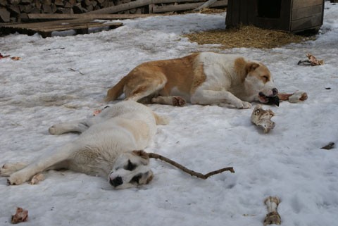 JAZA - CAO kennel ALTYNBAY