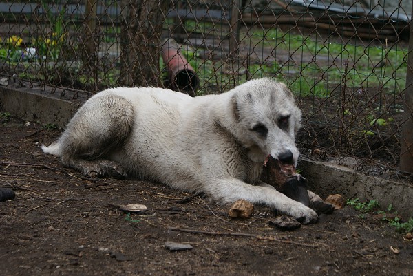 JAZA - CAO kennel ALTYNBAY
