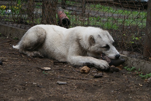 JAZA - CAO kennel ALTYNBAY