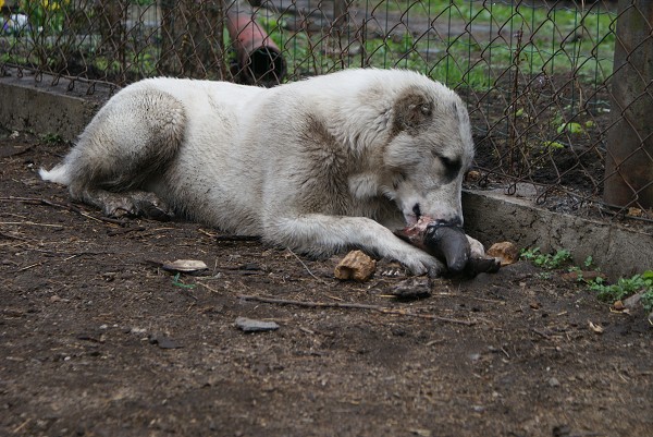 JAZA - CAO kennel ALTYNBAY