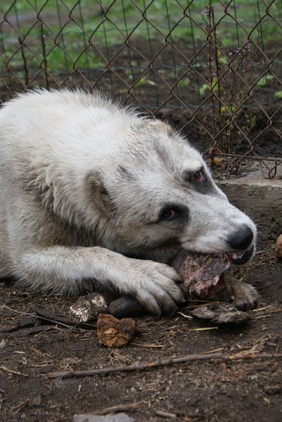 JAZA - CAO kennel ALTYNBAY