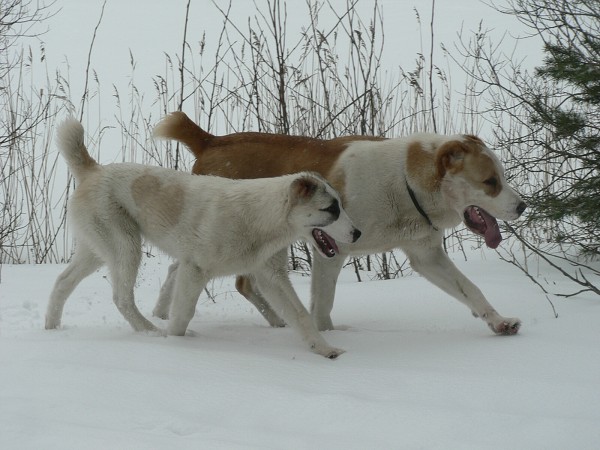 JAZA - CAO kennel ALTYNBAY