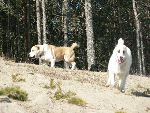 JAZA - CAO kennel ALTYNBAY