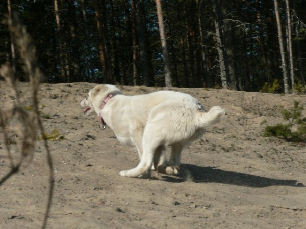 JAZA - CAO kennel ALTYNBAY