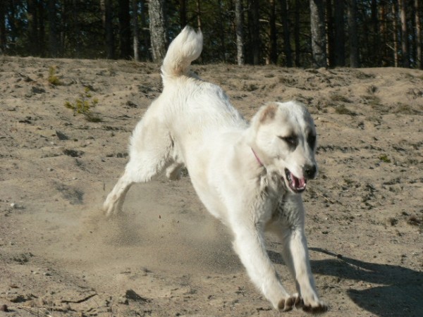 JAZA - CAO kennel ALTYNBAY