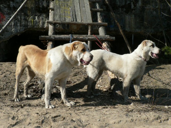 JAZA - CAO kennel ALTYNBAY