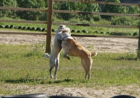 JAZA - CAO kennel ALTYNBAY