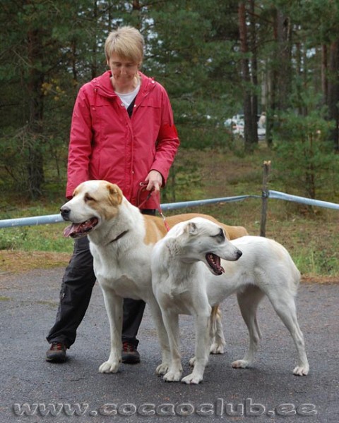 JAZA - CAO kennel ALTYNBAY