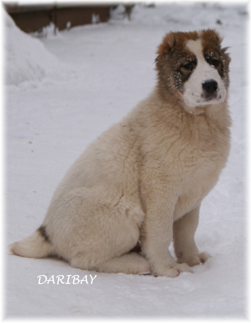 DARIBAY