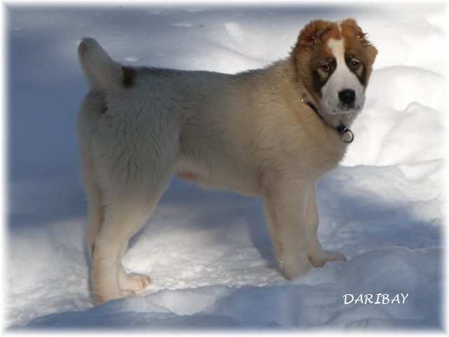 DARIBAY 3,5 months old